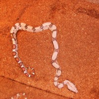 Red Tail Boa