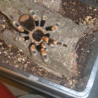 Brachypelma Smithi