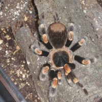 Brachypelma Smithi