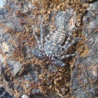 Tailless Whip Scorpion - Damon Sp.