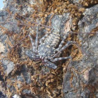 Tailless Whip Scorpion - Damon Sp.