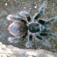 Brachypelma Sp.???