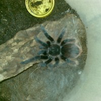 Brachypelma Sp.???