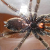 Psalmopoeus Cambridgei 2