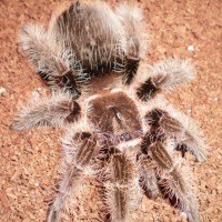 Brachypelma Albopilosum