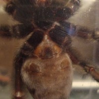 P. Irminia M Or F?