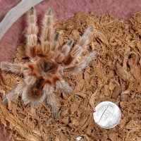 Grammostola "maule"