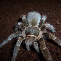 Acanthoscurria Sp. "paraguay"