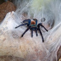 Chromatopelma cyaneopubescens