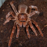 Citharischius Crawshayi