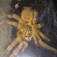 Pterinochilus Murinus "usambara"