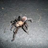 Tarantula Found In Southern Az, Usa