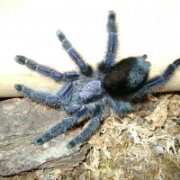 Avicularia purpurea - Female