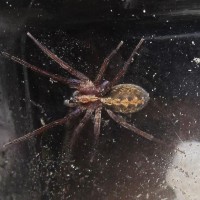 Ctenus Captiosus ("false" Wolf Spider)