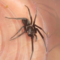 Kukulcania Hibernalis (southern House Spider)