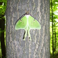 Luna Moth (actias Luna)