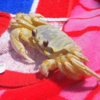 Sand Fiddler Crab (uca Pugilator)