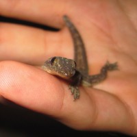 Indo-pacific Gecko (hemidactylus Garnotii)