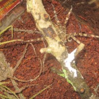 Fishing Spider (dolomedes Okefinokensis)