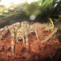 Fishing Spider (dolomedes Okefinokensis)