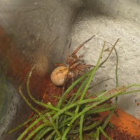 Female Wolf Spider (lycosidae Hogna)