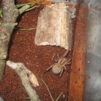 Female Wolf Spider (lycosidae Hogna)