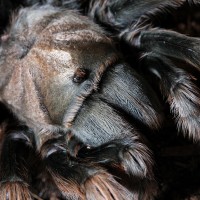 Aphonopelma?