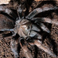 Aphonopelma?