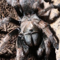 Aphonopelma?