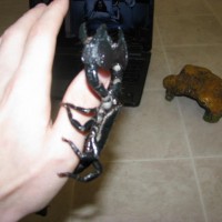 This Is My Male Emperor Scorpion