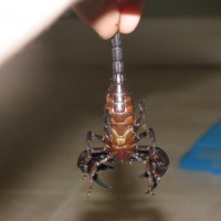 My Asian Forest Scorpion