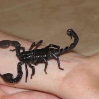 My Asian Forest Scorpion