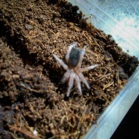 Small B. Albiceps