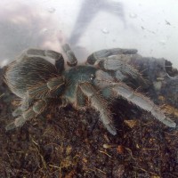 Acanthoscurria Chacoana?