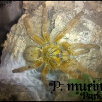 P. Murinus, "parker"