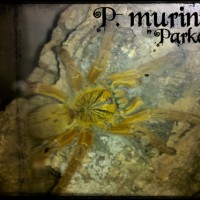 P. Murinus, "parker"