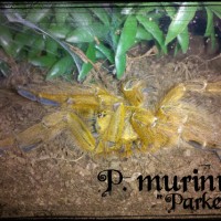 P. Murinus, "parker"