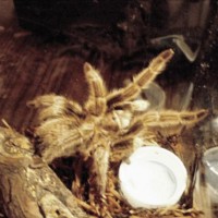 My First Rose Hair Tarantula