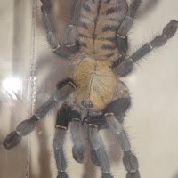 Unknown Asian Tarantula - Haplopelma ?