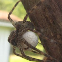 Dolomedes