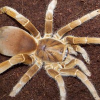 Citharischius Crawshayi