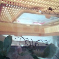 Three Harvestmen