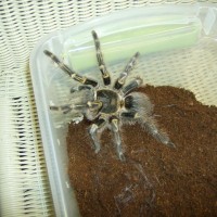 Grammostola Pulchripes/aureostriata