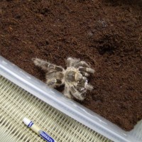 Grammostola Pulchripes/aureostriata