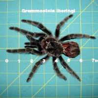 Grammostola Iheringi Molt