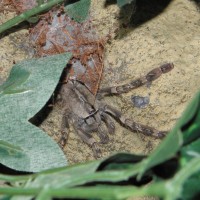 What Poecilotheria Is This?