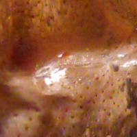 Chromatopelma Cyaneopubescens Sex