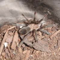 Wild-caught Aphonopelma