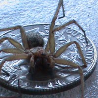 is this a hobo spider