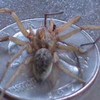 is this a hobo spider